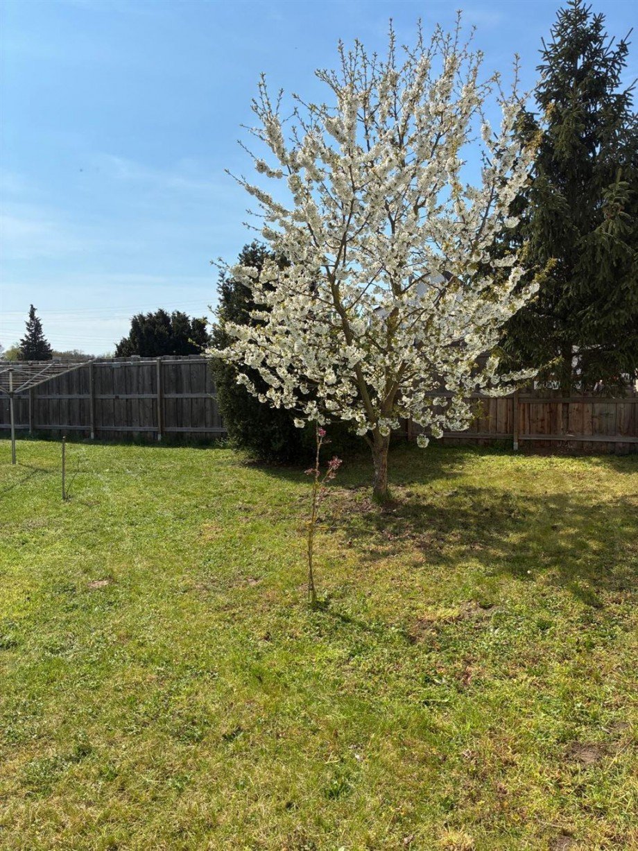 Garten Einfamilienhaus Mockrehna OT Klitzschen